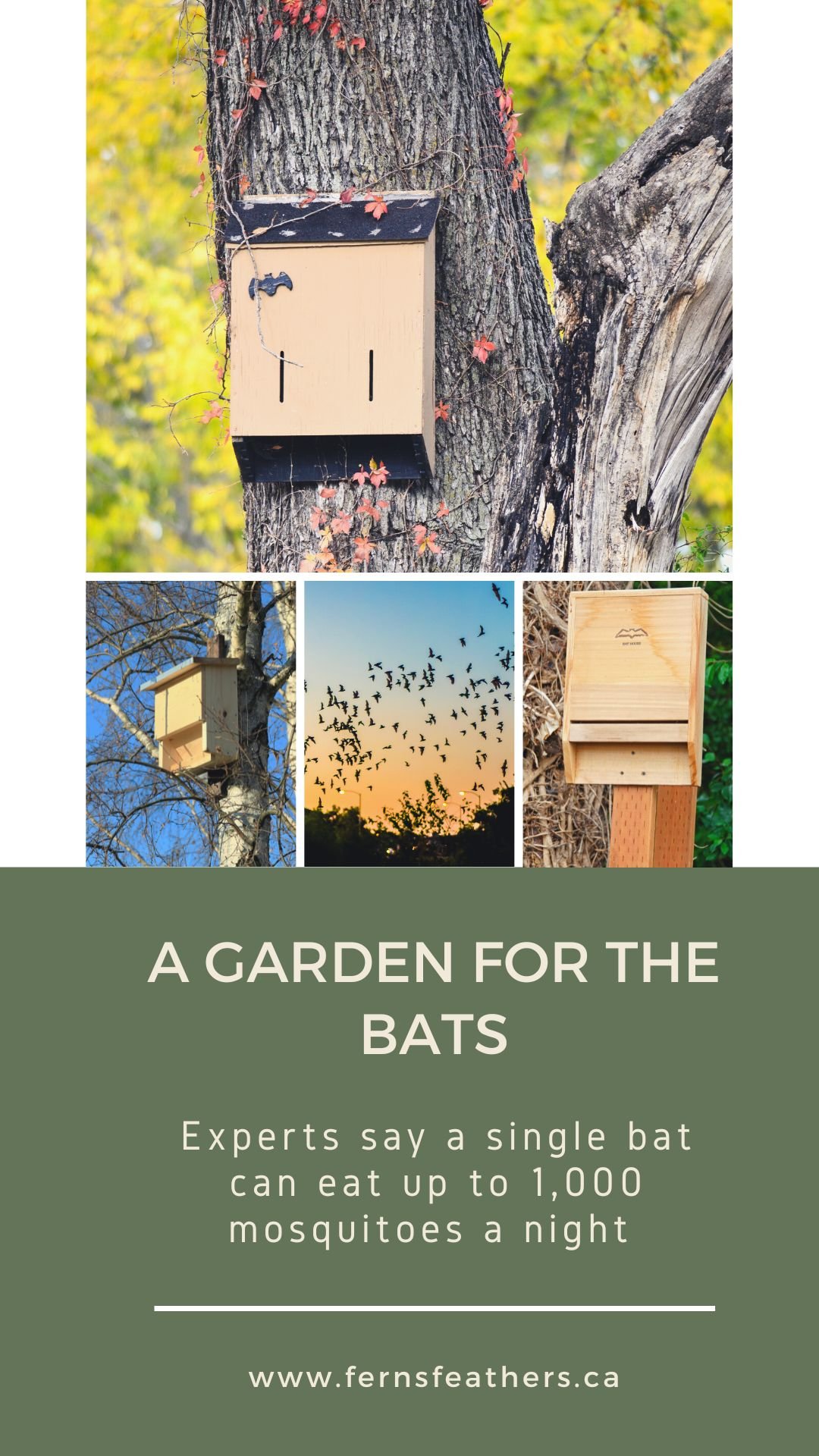 Graphic showing various bat houses