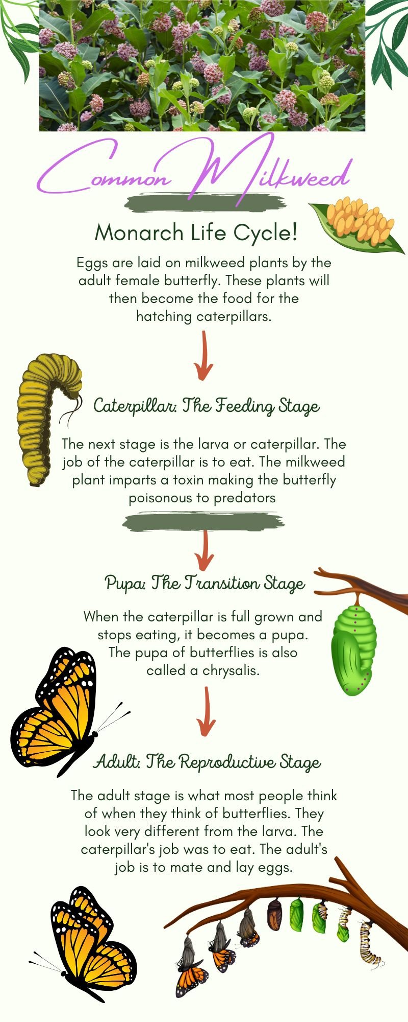 The life cycle of a Monarch on Milkweed