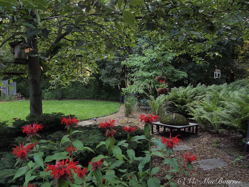 A simple pathway made from square cut flagstone wanders through the woodland garden past the fern garden on the right and a colourful clump of bee balm.