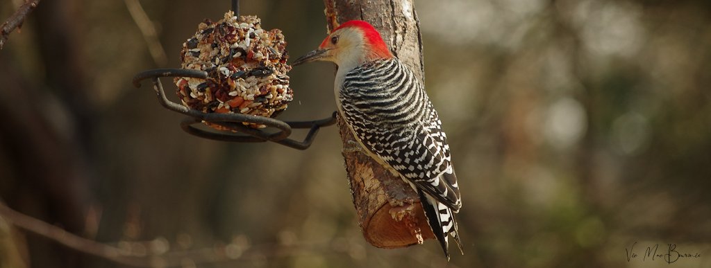 A male Red-bellied woodpecker grabs a treat from a small feeder on the bird-feeding station. Notice the full red cap on its head that extends from its forehead to its zebra-like black and white feathers on its back.
