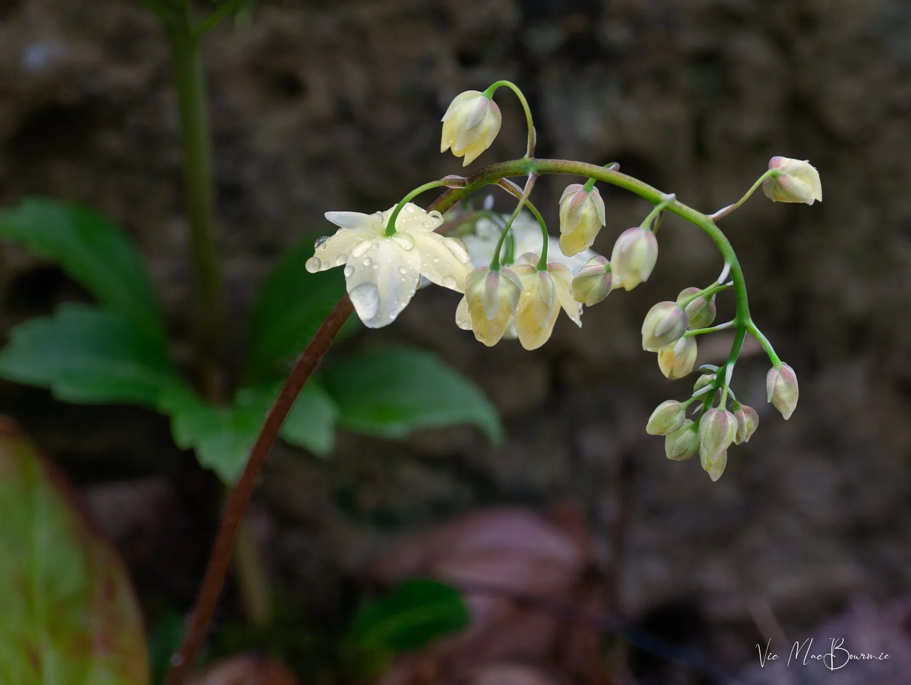 A lovely epicedium spike blooming in early spring in the woodland garden.