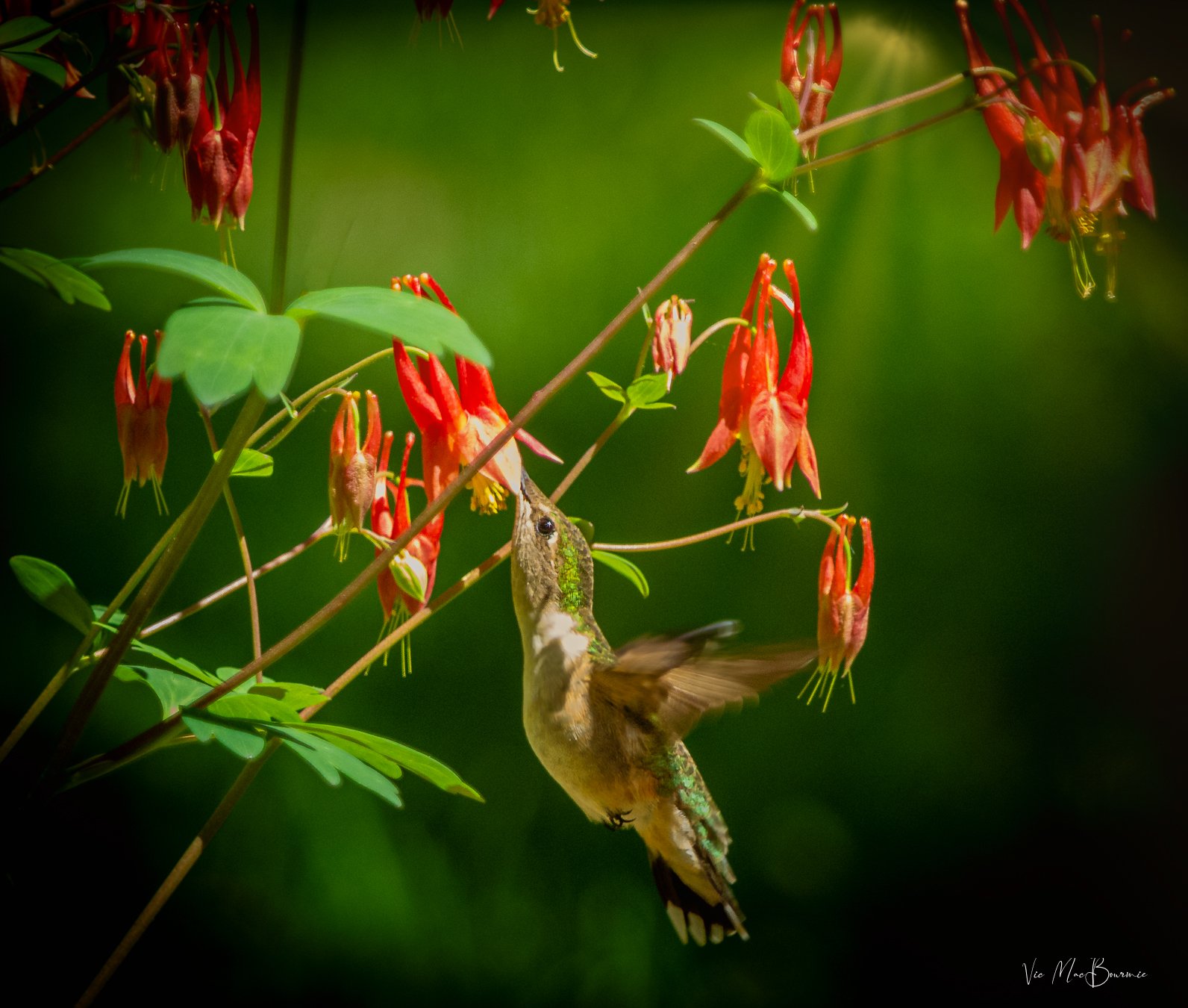 Hummingbird feeding on Columbine with sun rays.