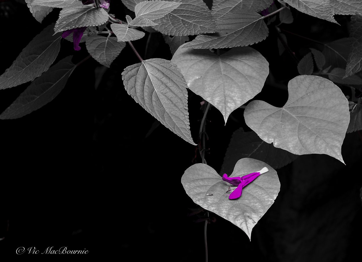 A black and white image with a flower petal in purple.