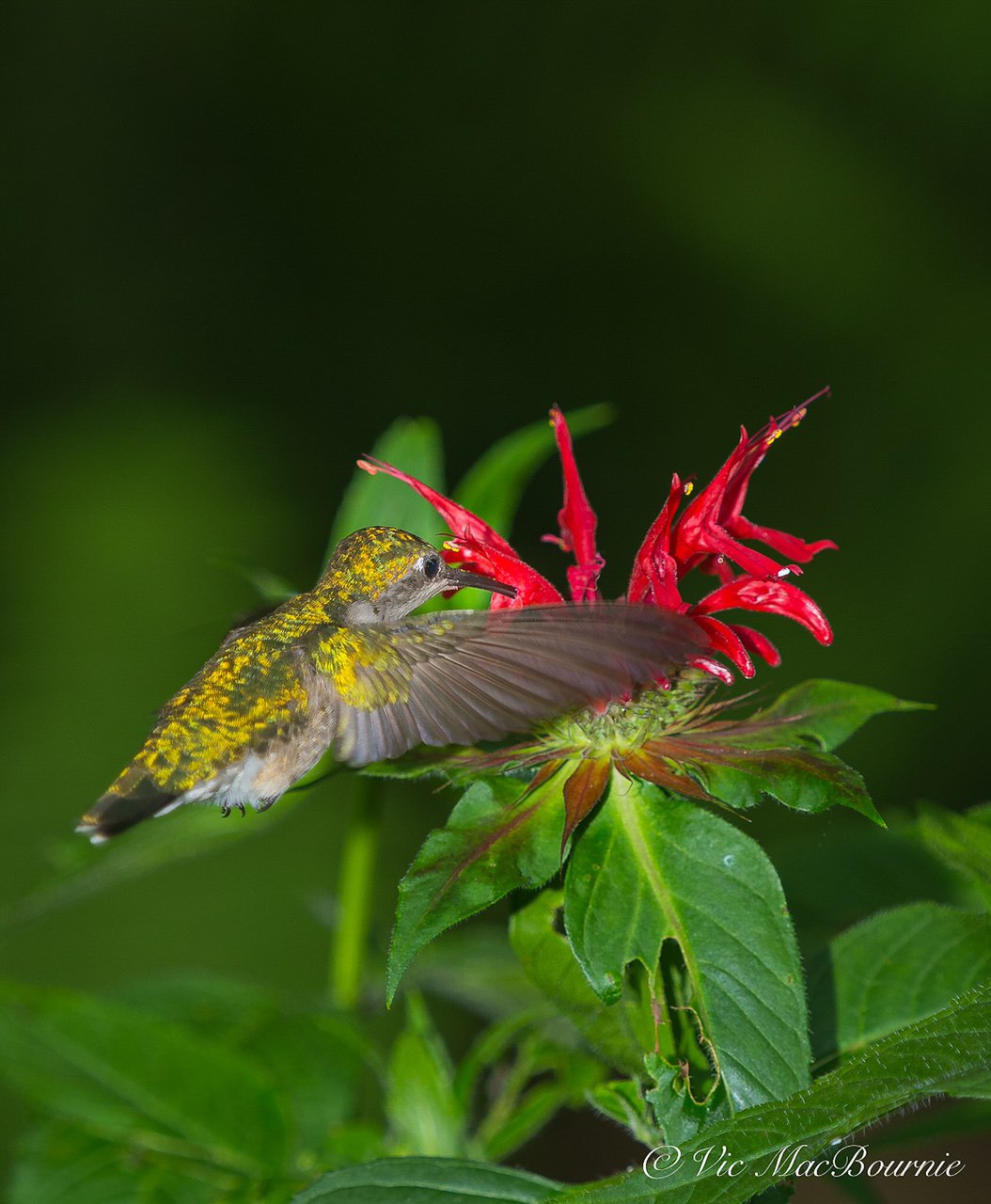 Hummingbird at Cardinal flowers