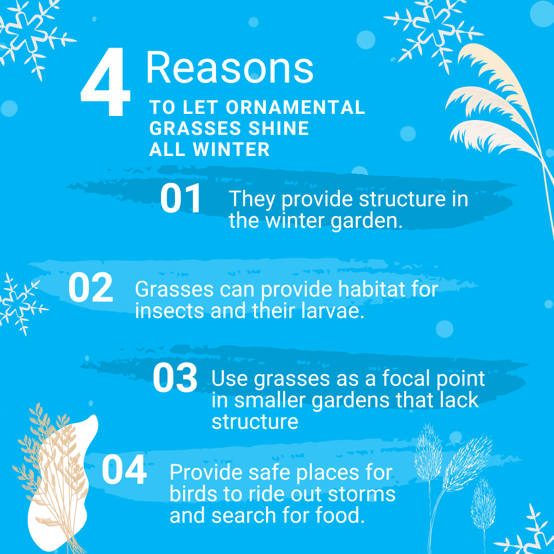 4 reasons to leave ornamental grasses up all winter