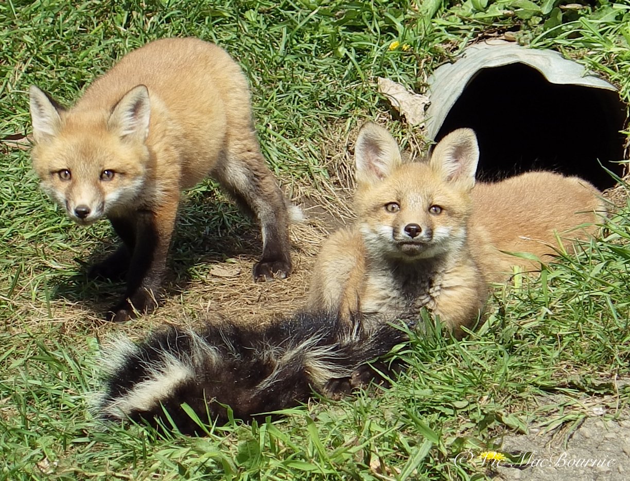 Fox kits with a road-killed skunk