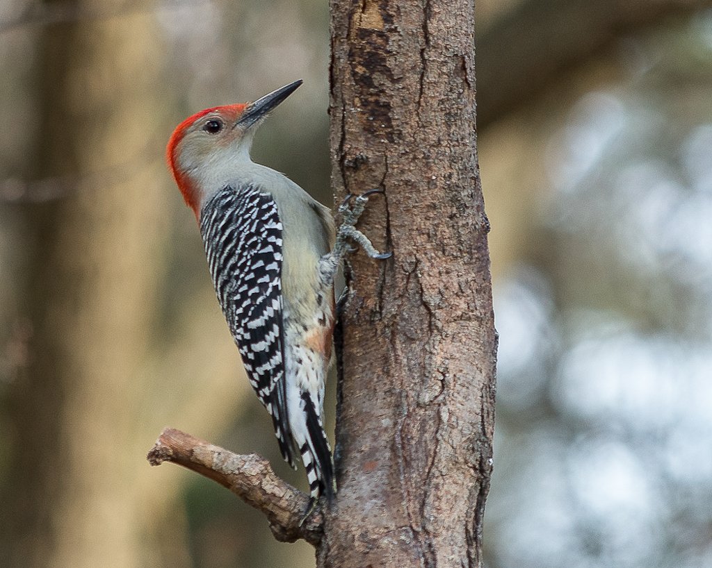 This image shows the small marking on the bird's belly that earned it the name Red-bellied woodpecker.