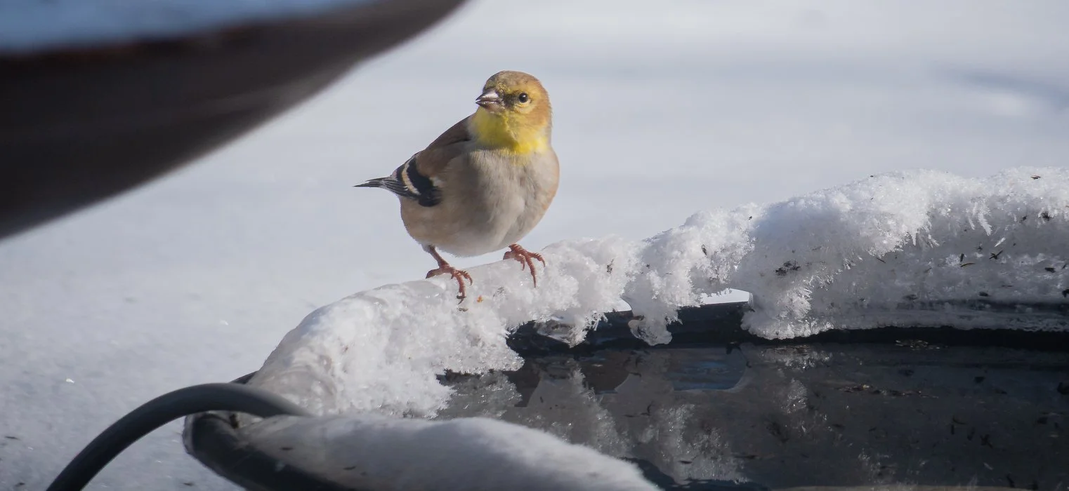 Attract birds all winter with DIY heated birdbath