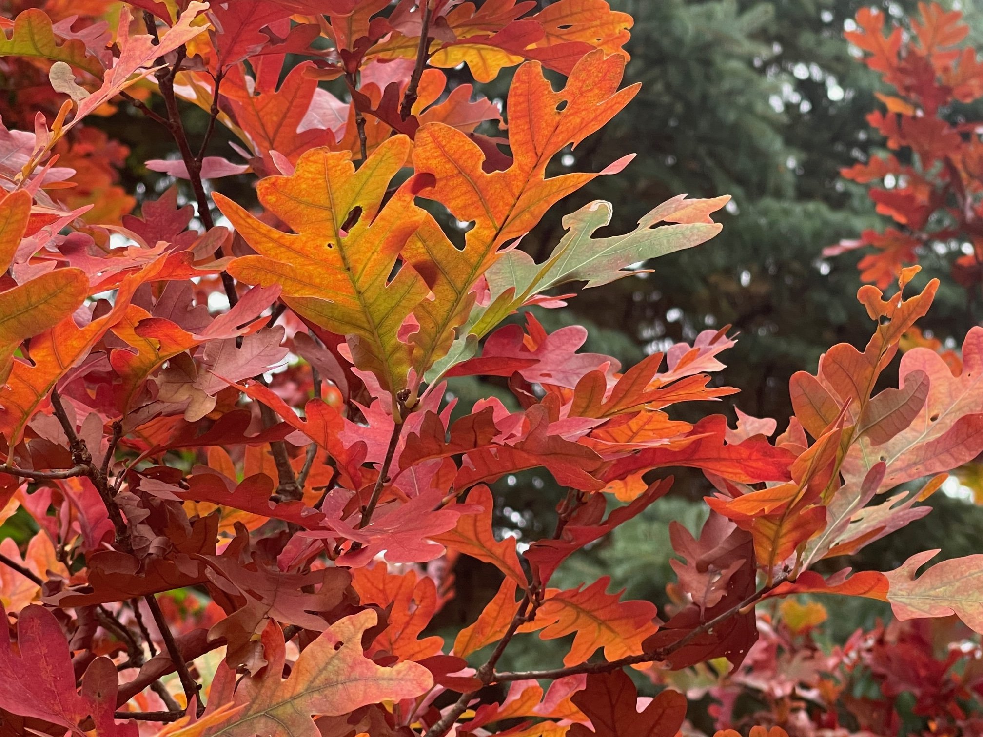 Theses gorgeous oak leaves show the beauty of these trees as the change from summer greens to glorious fall colours.