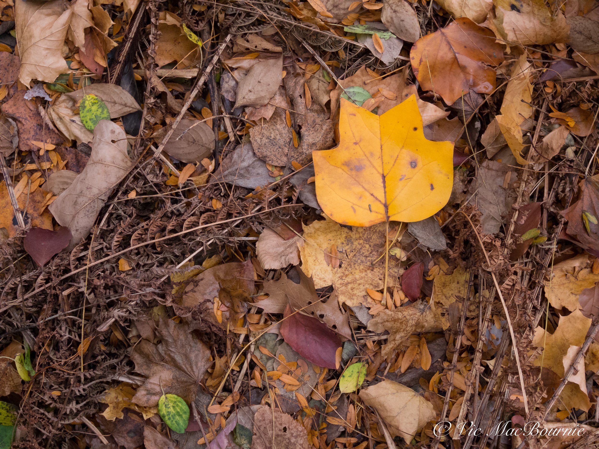 The forest floor in fall with a focus on a native tulip tree leaf.
