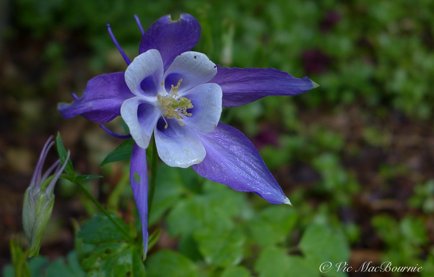 Close up image of the Rocky Mountain Columbine and bud.