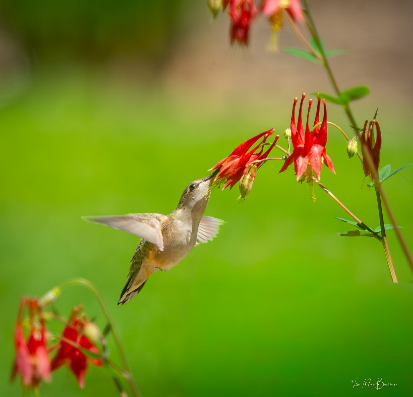 A hummingbird flies low to feed on a Columbine.