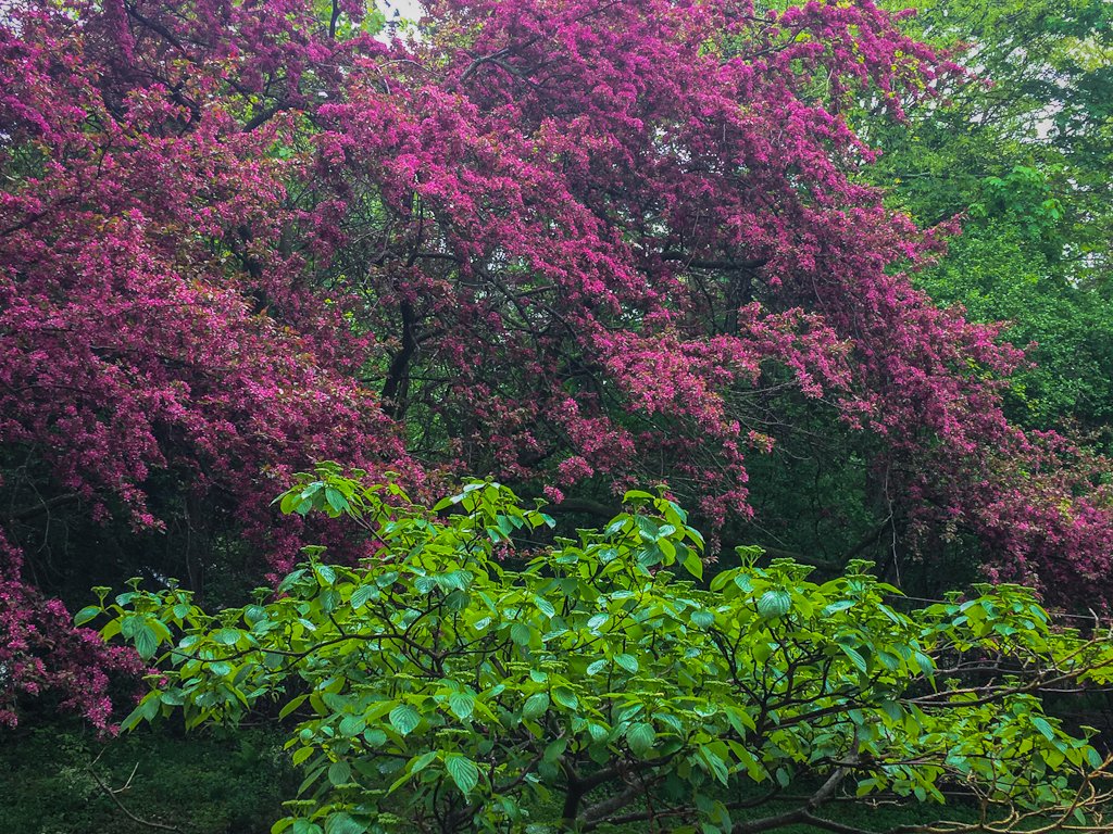 A beautiful crabapple in full flower stands out in the landscape against the spring greenery of a Pagoda Dogwood in the front.
