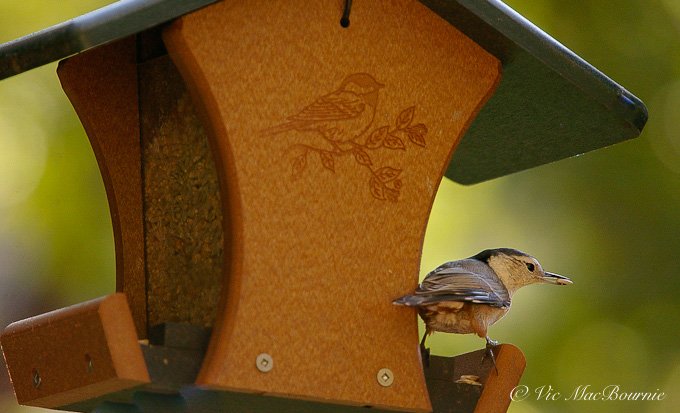White breasted nuthatch on recycled plastic feeder.