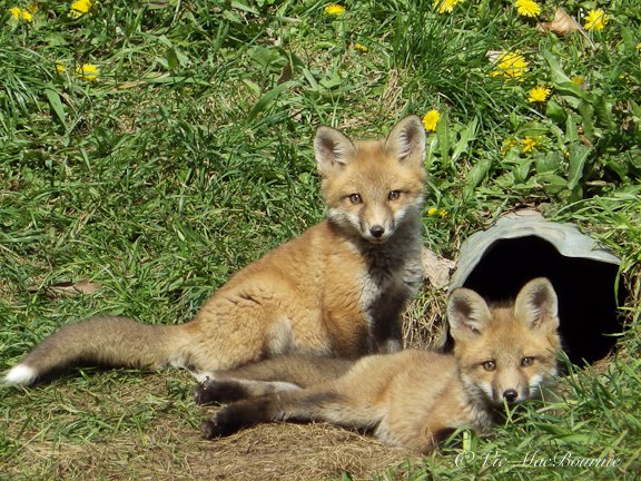 Two fox kits wait outside their den for mom to return