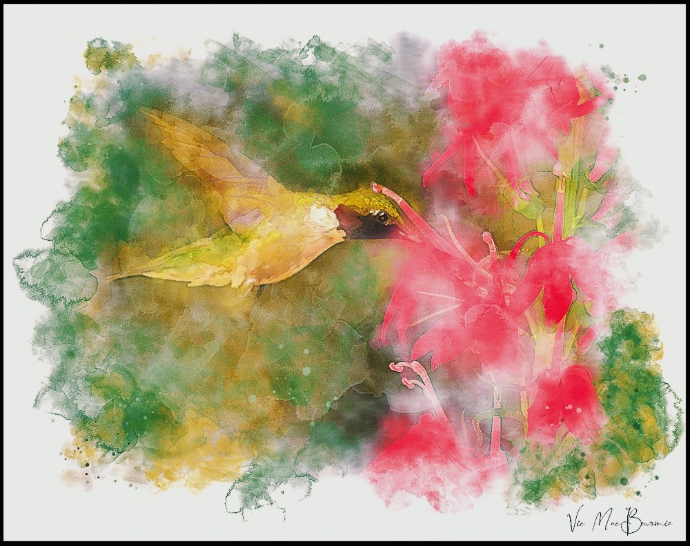 My digital painting of a hummingbird at a cardinal flower