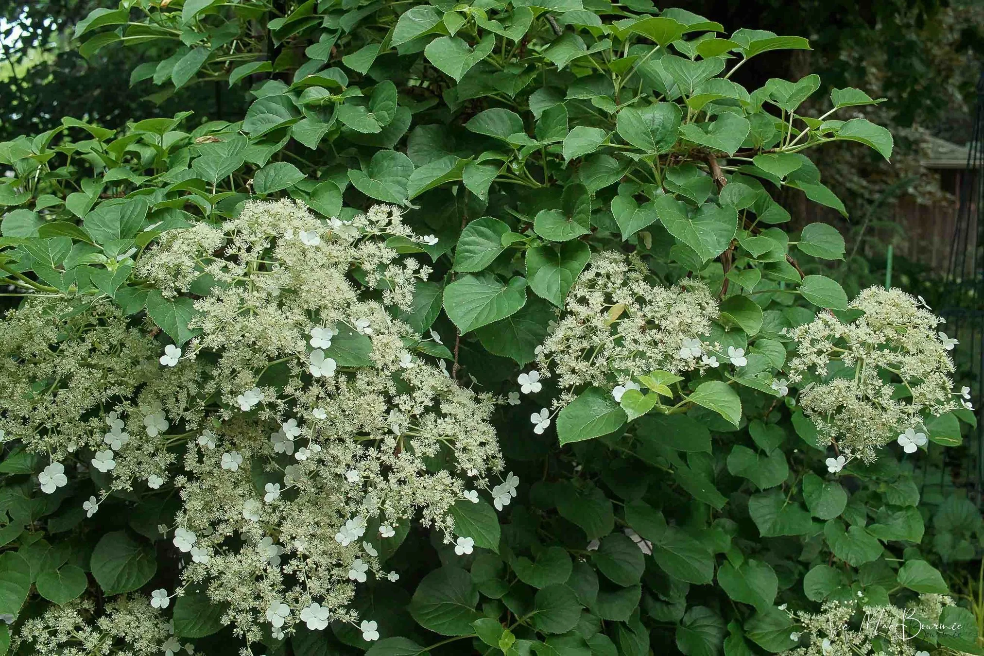 Hydrangea. Sigma DP2: 1/20th sec/ f5.6/ iso 100