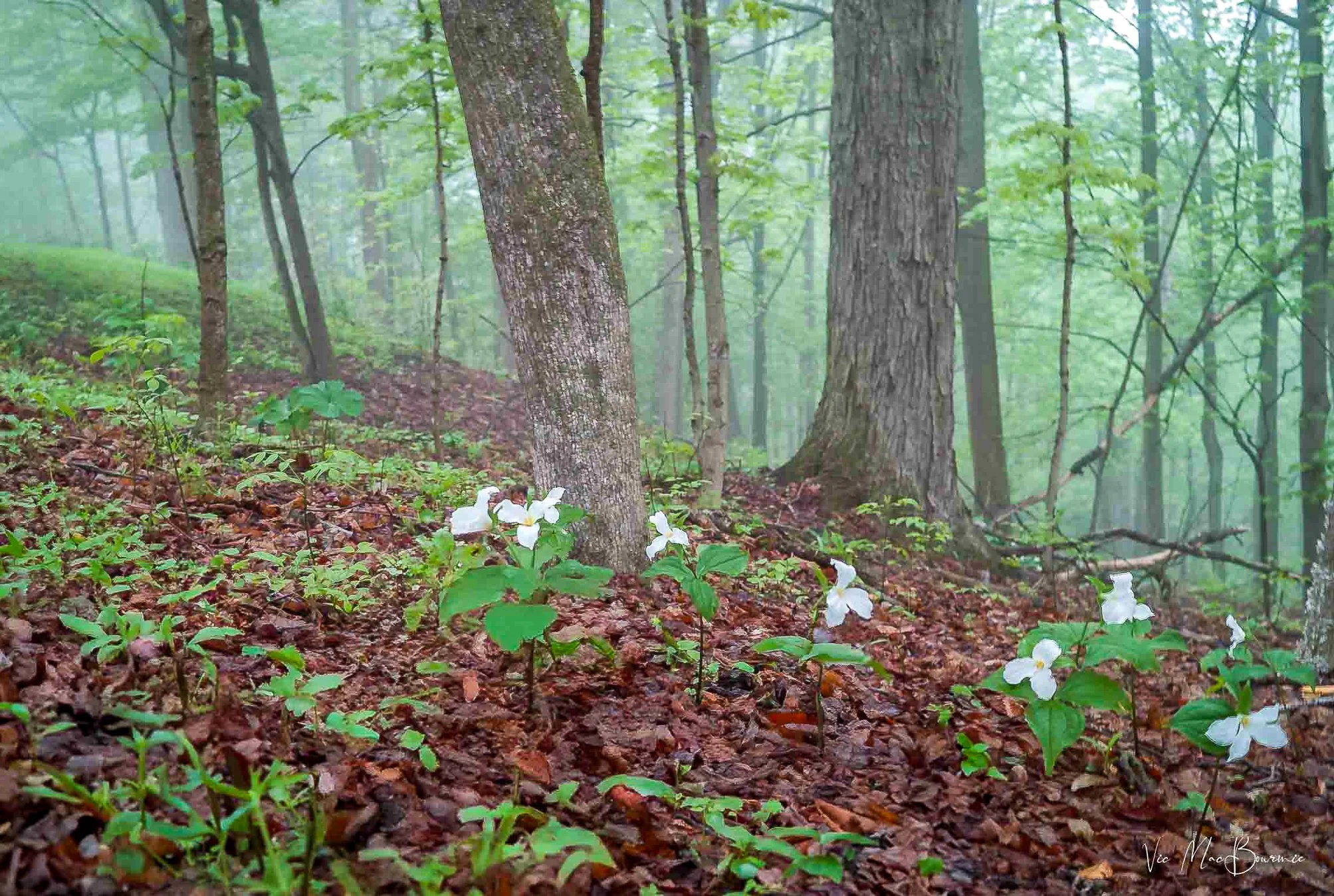 Trilliums greet visitors to a nearby woodland. DP2: 1/13sec/f4.5/iso100/4.2mm