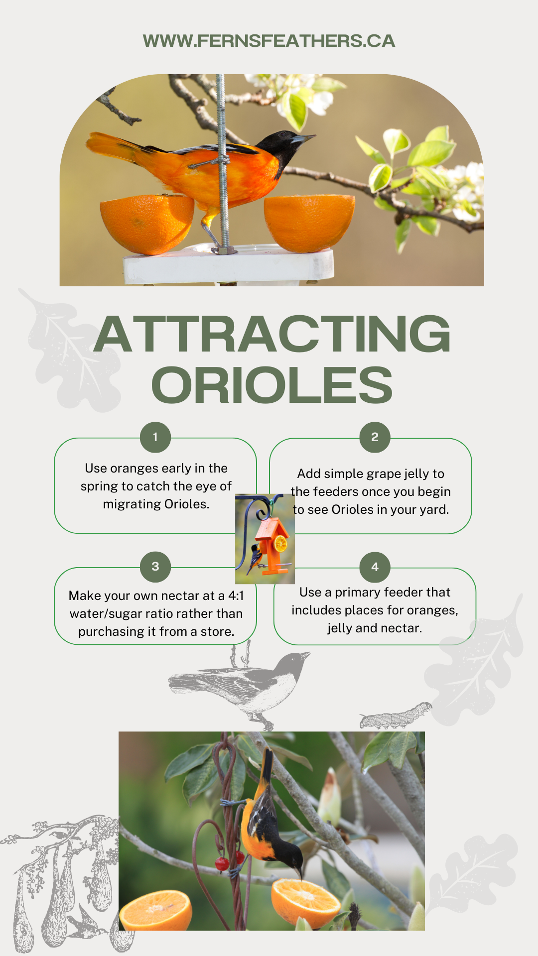 Informational graphic on how to attract Orioles