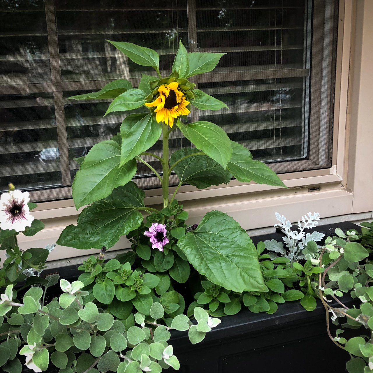 How to grow sunflowers — FERNS & FEATHERS