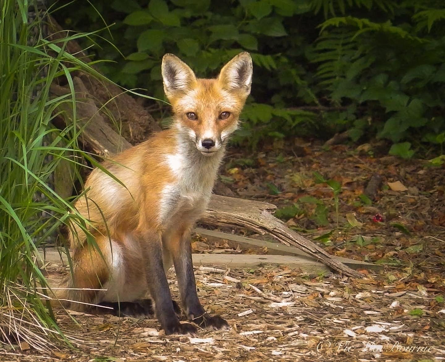Fox in the woodland garden