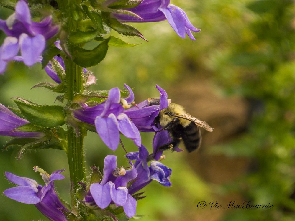 Bee on Blue Lobelia taken with Pentax 18mm 110 Auto lens.