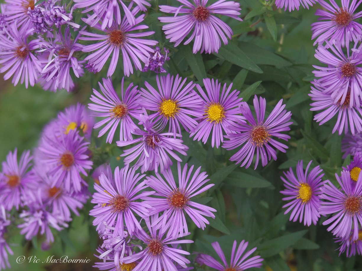 new England Asters taken with the Pentax Q's blur mode that allows you to control bokeh in the images.