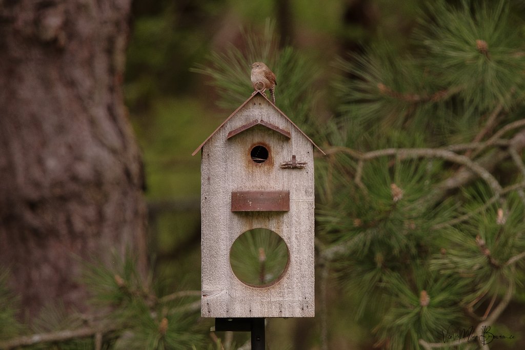 Carolina Wren on rustic bird house