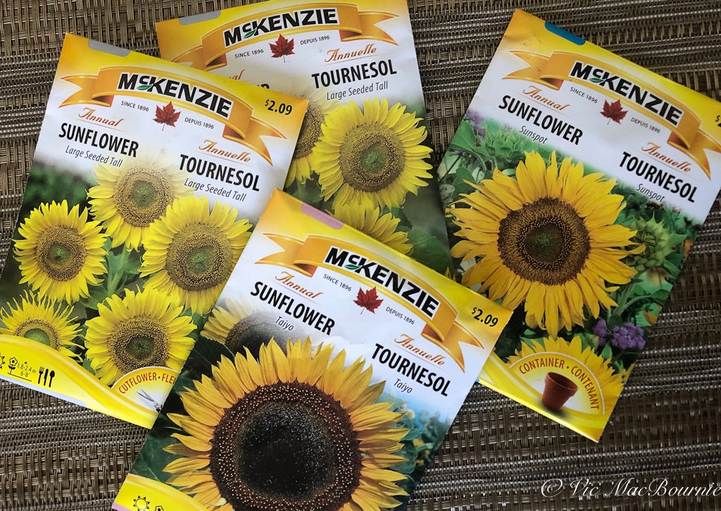 Sunflower seeds are inexpensive and there are a huge variety to pick from.