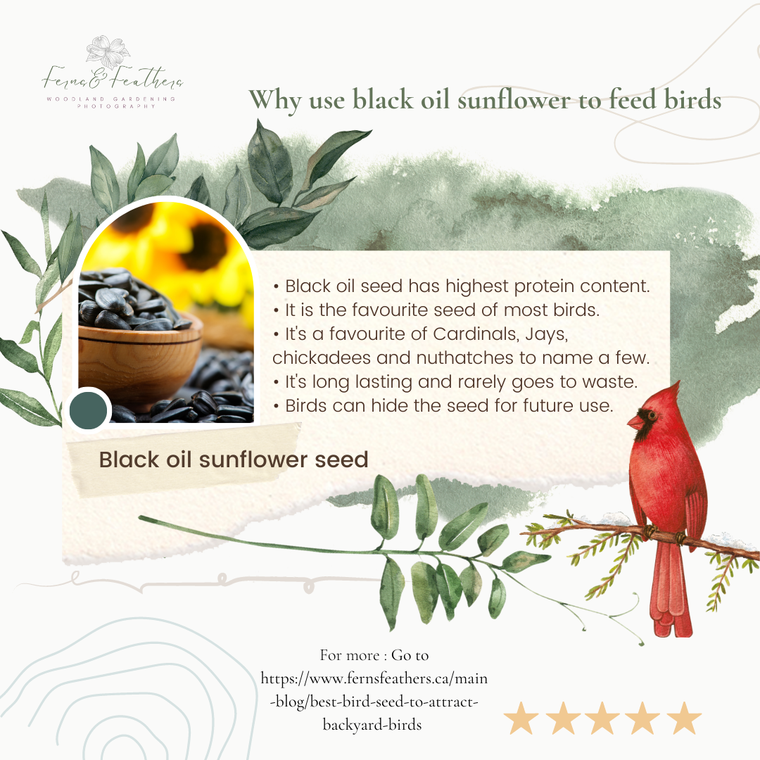 Info graphic on using black oil sunflower seed