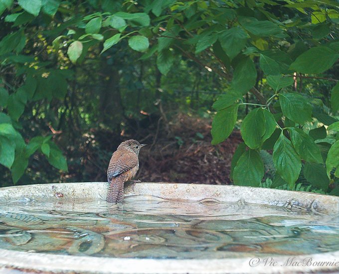 Carolina Wren drying off after a good soaking in the birdbath.