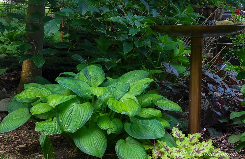 A beautiful variagated hosta takes its place in the woodland garden where it benefits from the constant watering from th bird bath.
