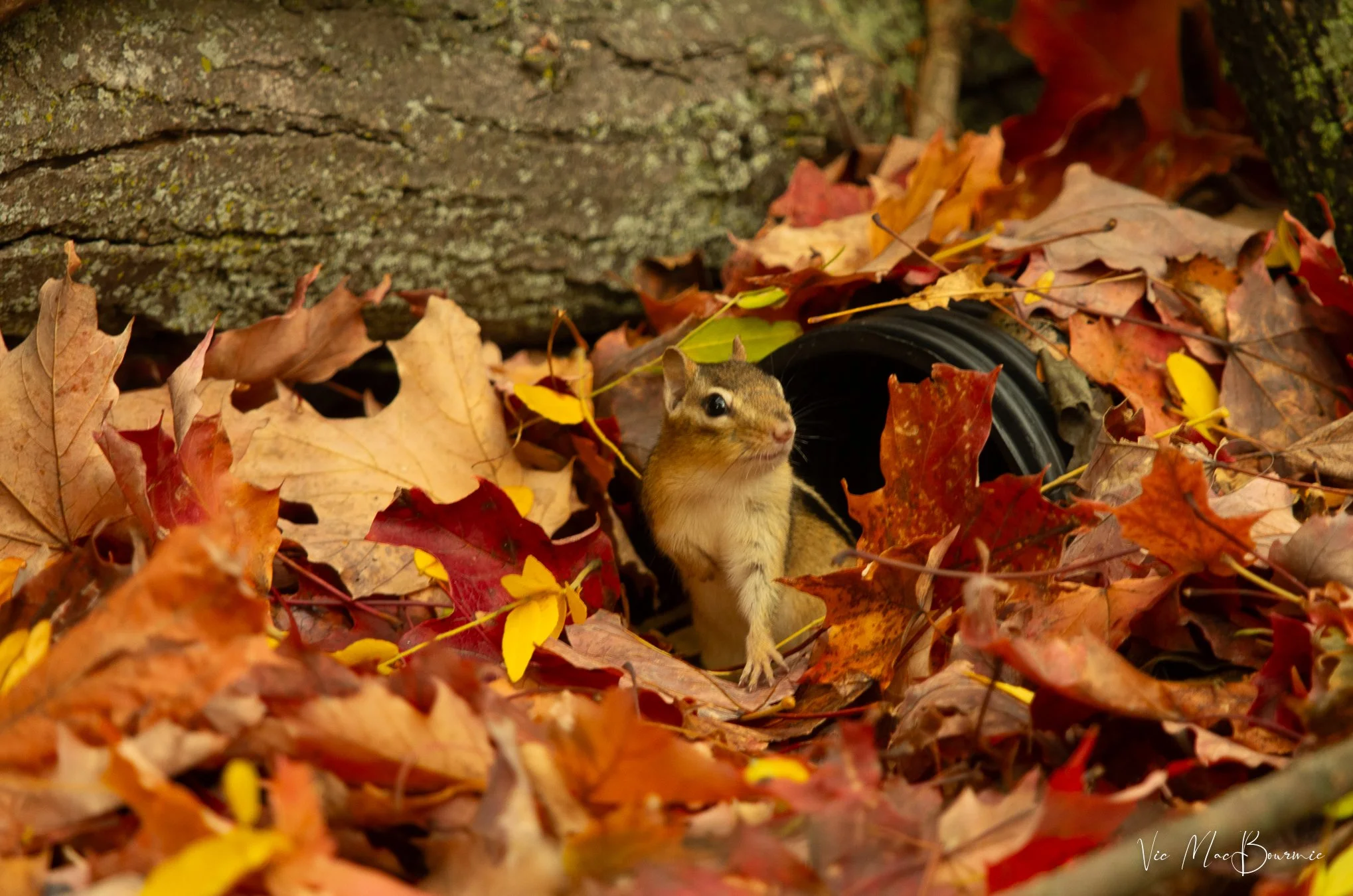 Adding secret passageways in the brush pile in the form of plastic tubing gives smaller animals quick escape passageways for predators such as foxes.
