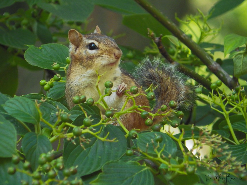 Cute chipmunk eats the berries of the Pagoda Dogwood or Cornus Alternifolia