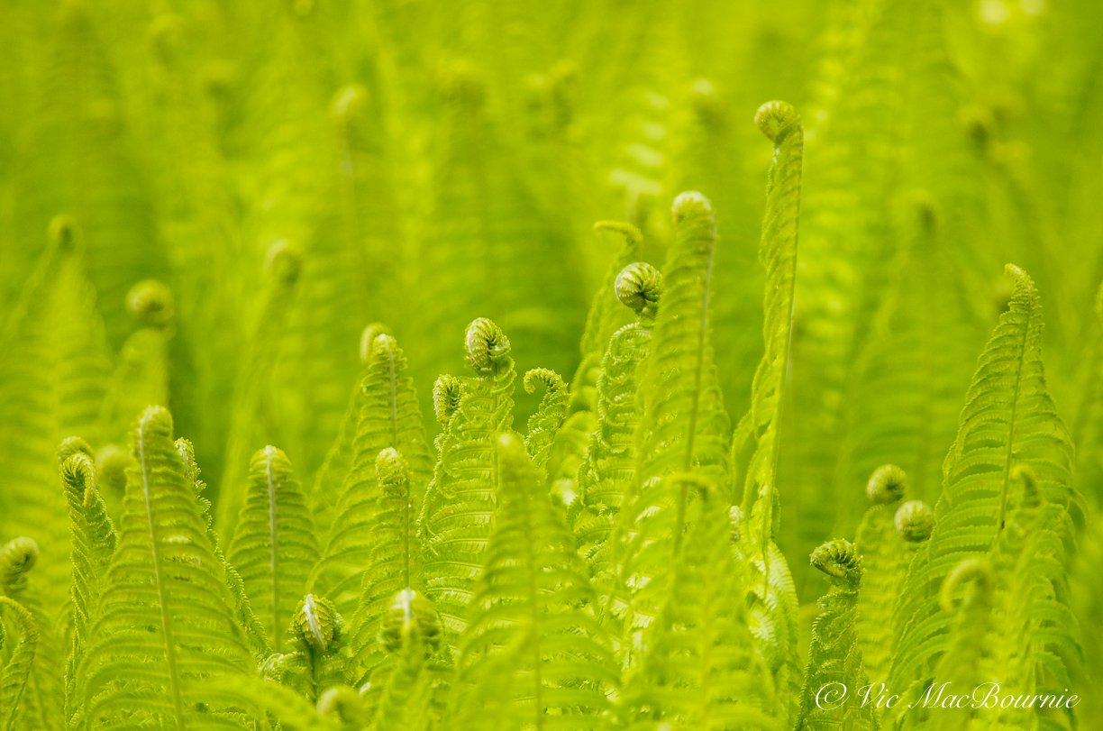 Close-up image of hunreds of ostrich ferns unfurling in our fern garden.