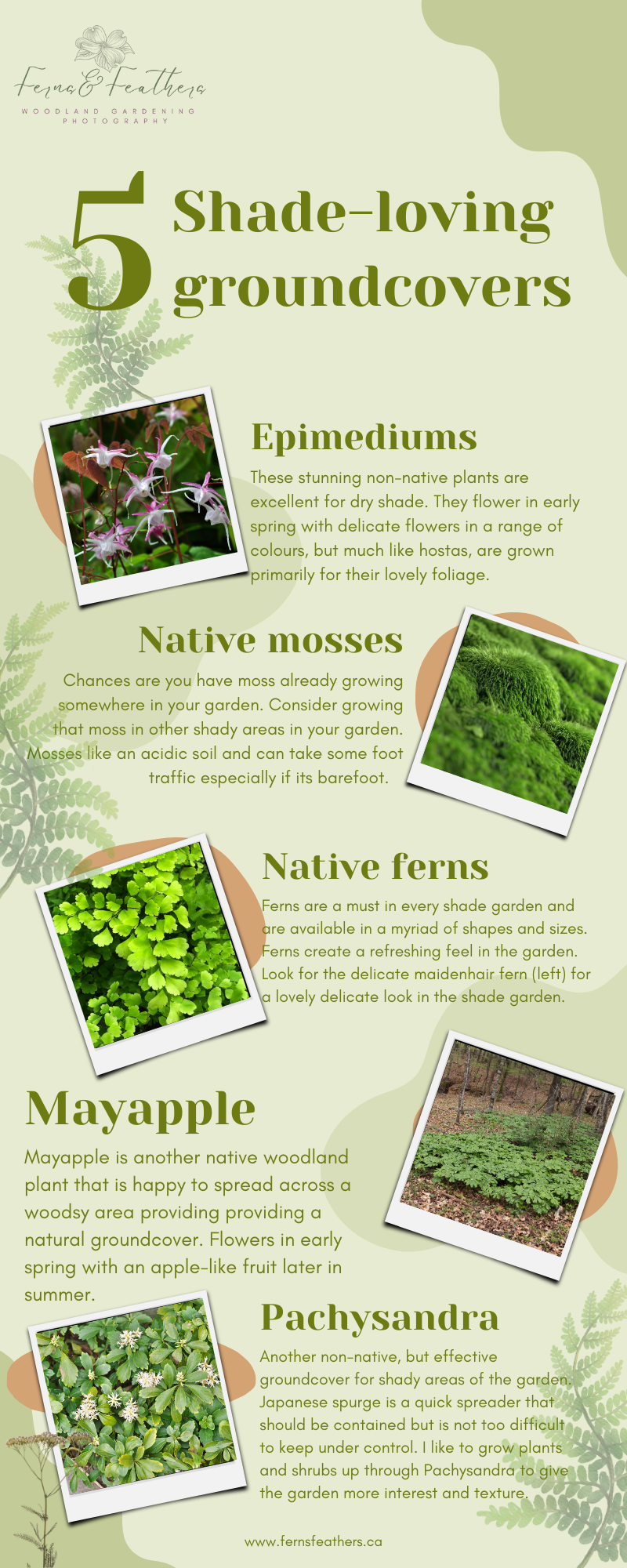 Info graphic shows 5 great shade plants for the woodland garden
