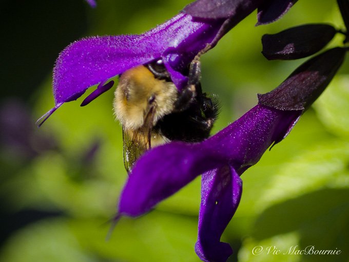 Bee on salvia taken with Pentax Q and vintage 50mm macro