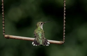 Hummingbird images and digital creations — FERNS & FEATHERS