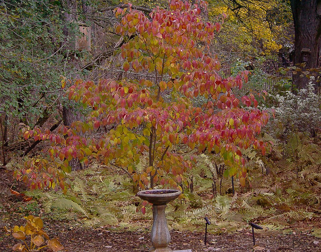 Flowering Dogwood in its fall colours.
