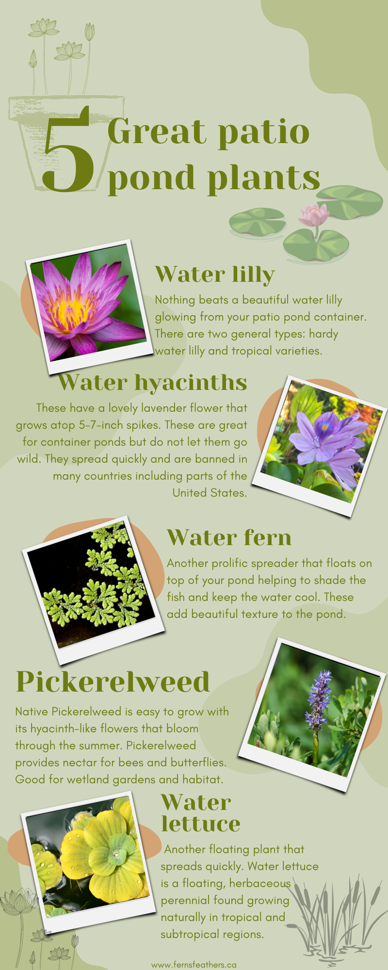informational graphic on the 5 best patio pond plants to use in your container water garden.