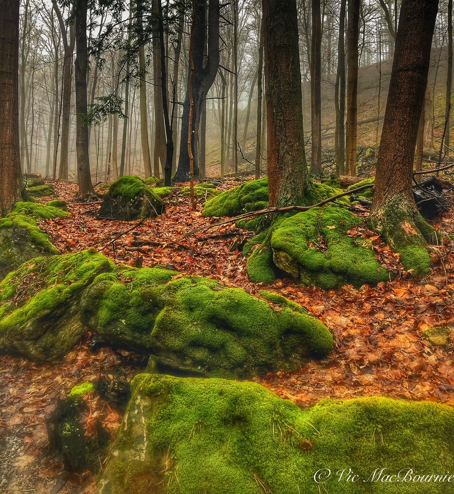 Growing moss in the woodland garden — FERNS & FEATHERS