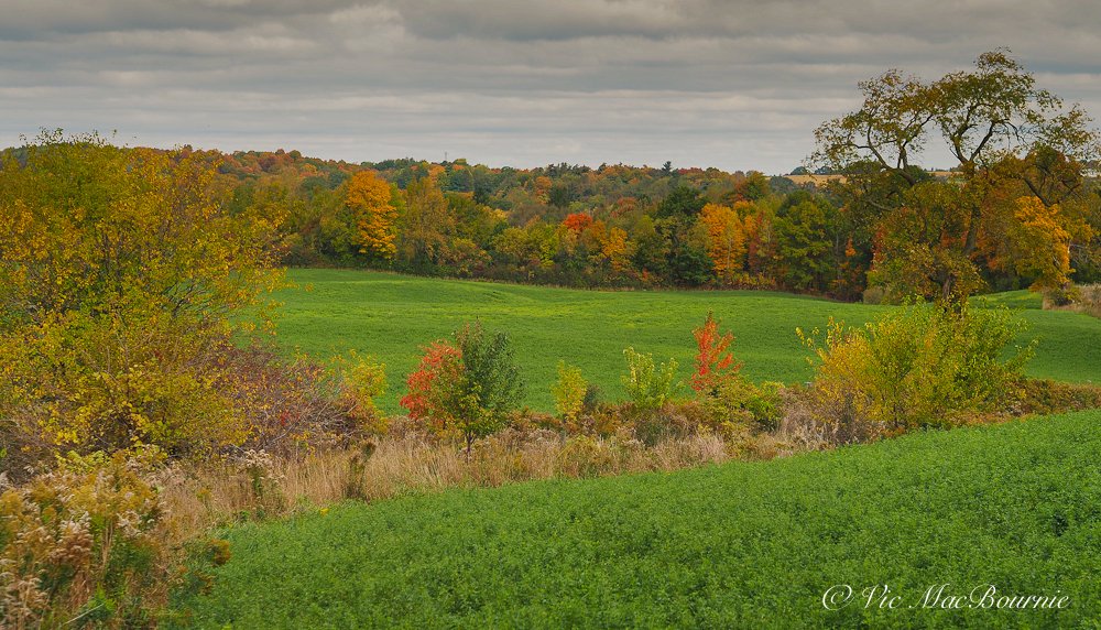 Early fall in the open farm lands with the Olympus 45mm F1.8.