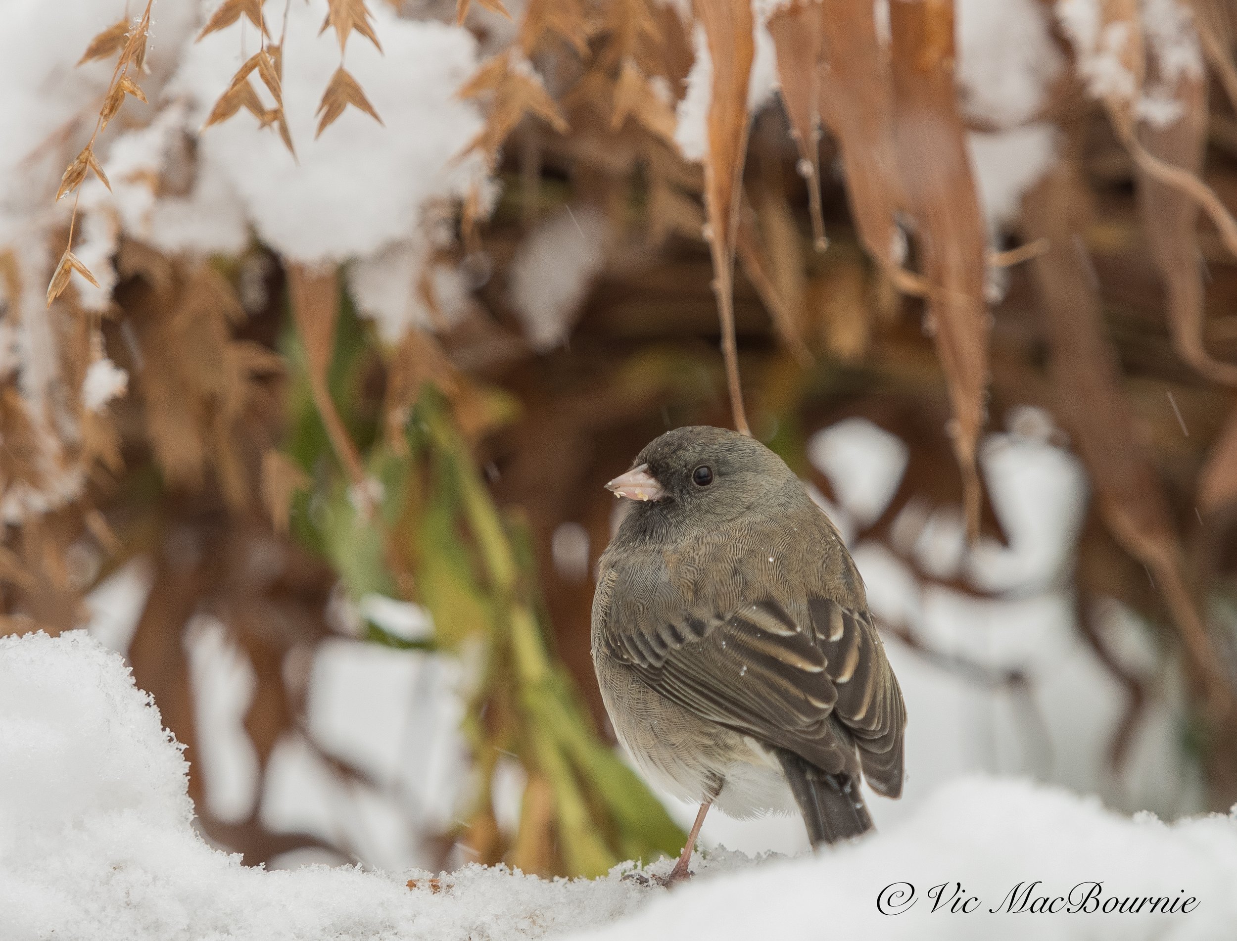 A Dark-eyed Junco among the Northern Sea Oats during an early snowfall.