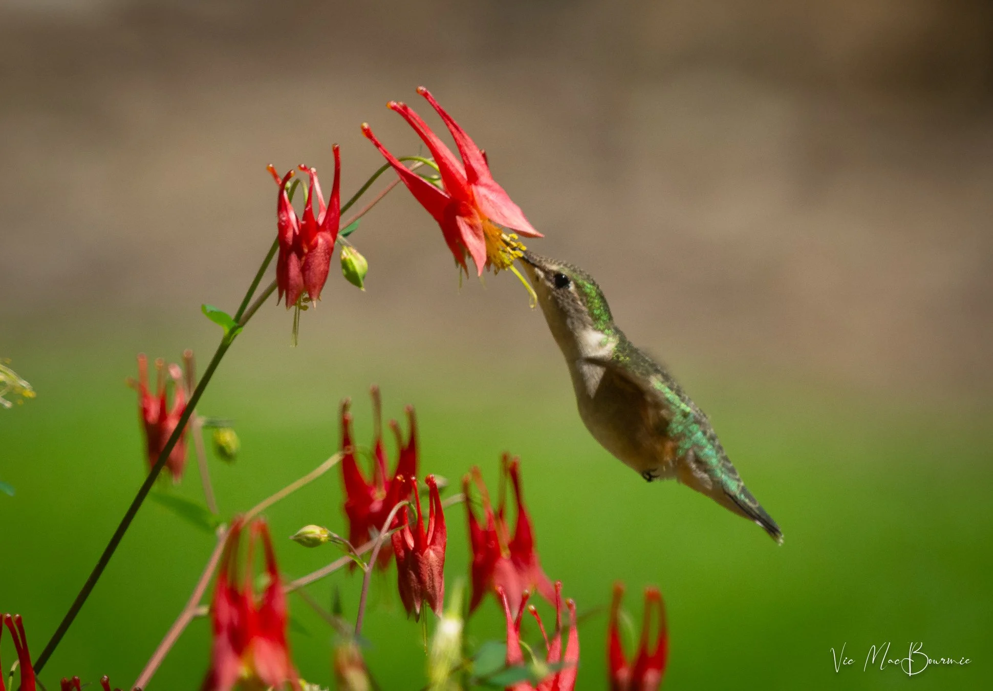 A hummingbird feeds from a native Columbine.