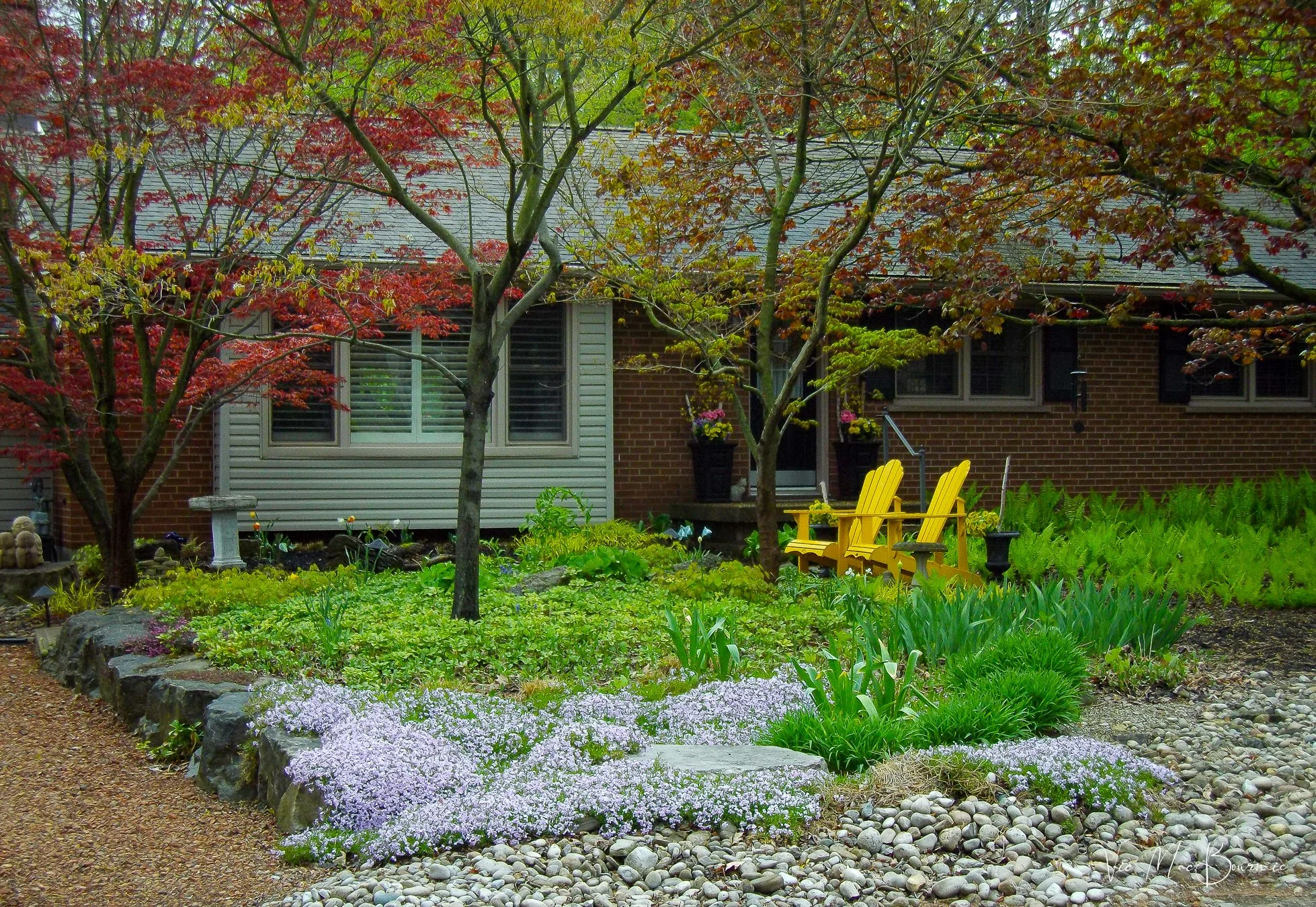 The front woodland garden showing the creeping phlox, Japanese  Maples and serviceberry tree.