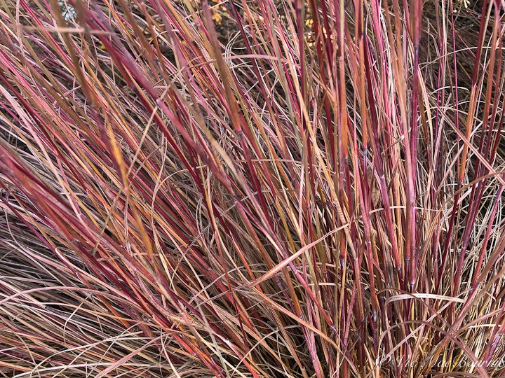 A close up of Little Bluestem showing its coppery-bronze fall colour.