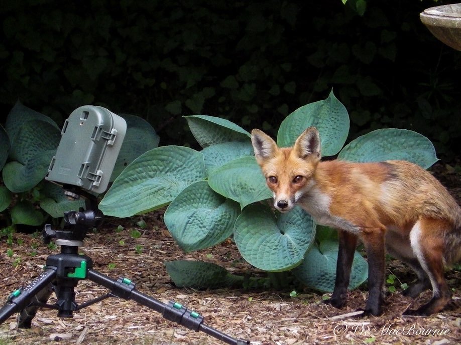 Trial camera captures fox in the woodland garden