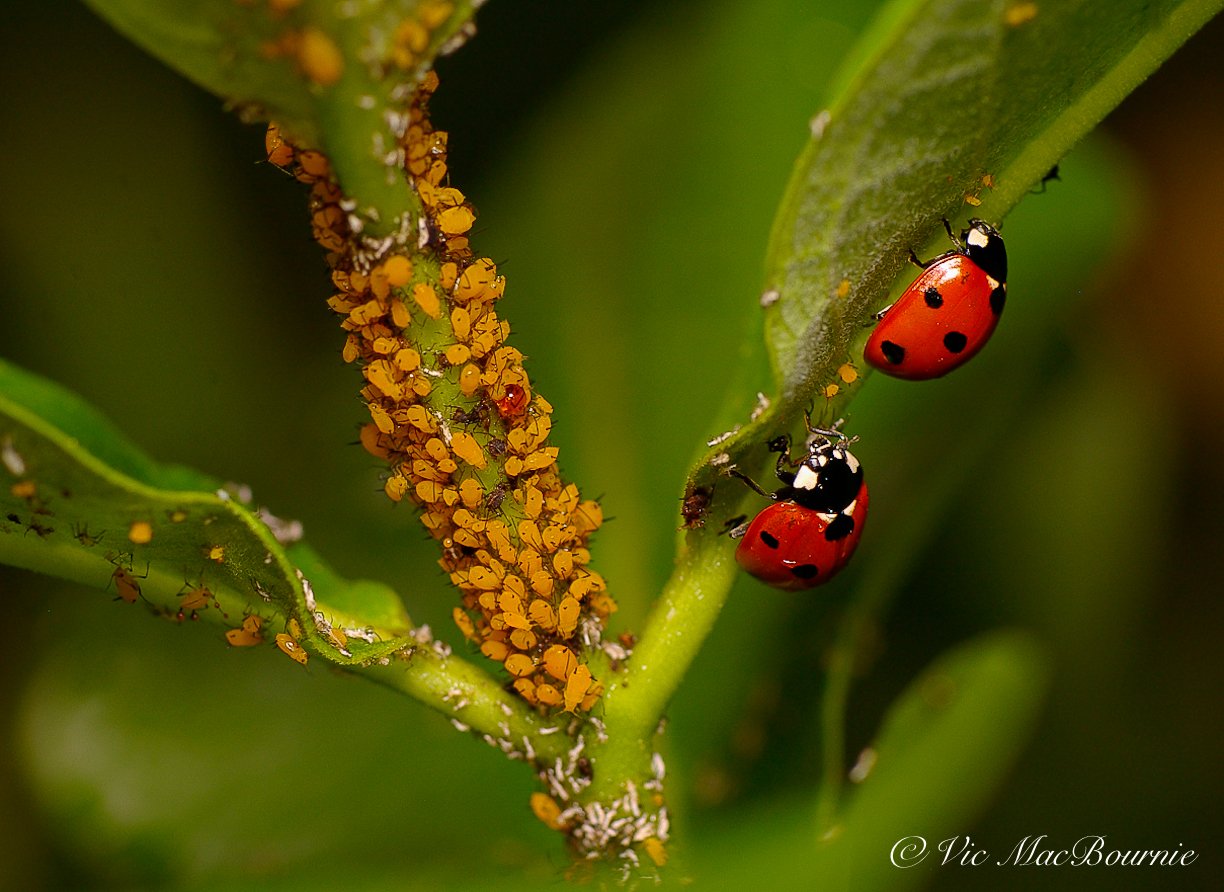 A macro lens captures two lady bugs eating aphids on milkweed plants.
