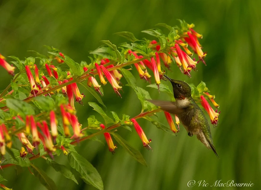 Cuphea Vermillionaire is hummingbird favourite — FERNS & FEATHERS
