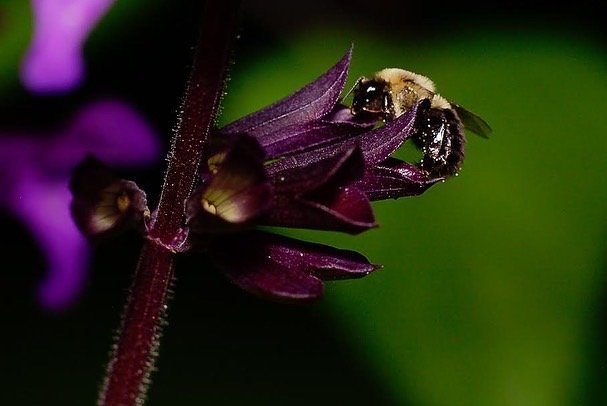 Macro image of Bumble bee on salvia.